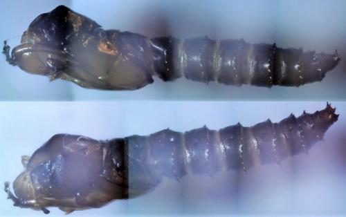 Réf. 248 174 : Dasyhelea sp.